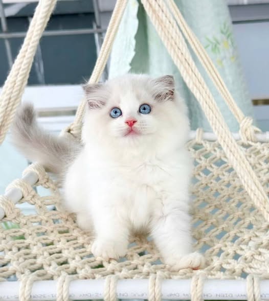 Ragdoll