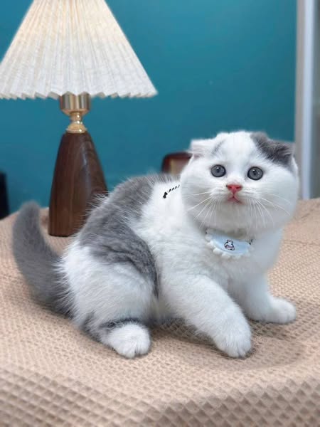 Scottish Fold