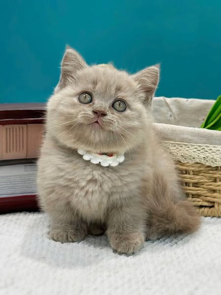 Munchkin