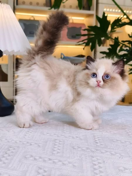 Ragdoll