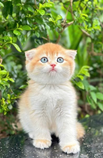 Scottish Fold