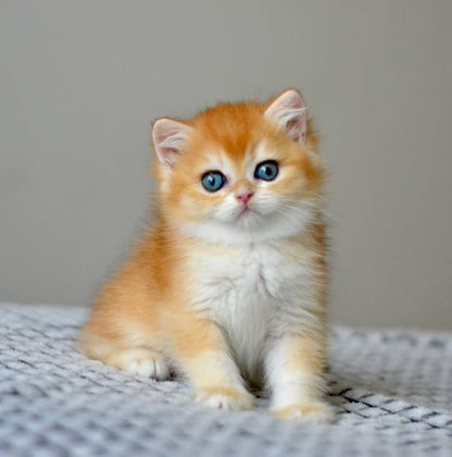 British Shorthair