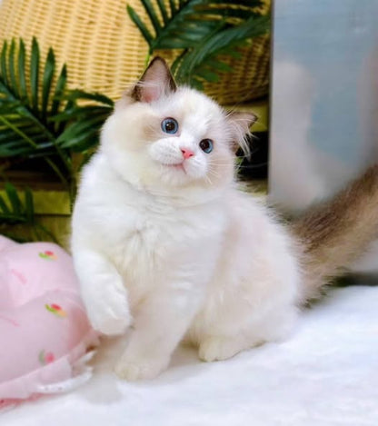 Ragdoll