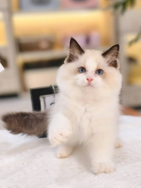 Ragdoll