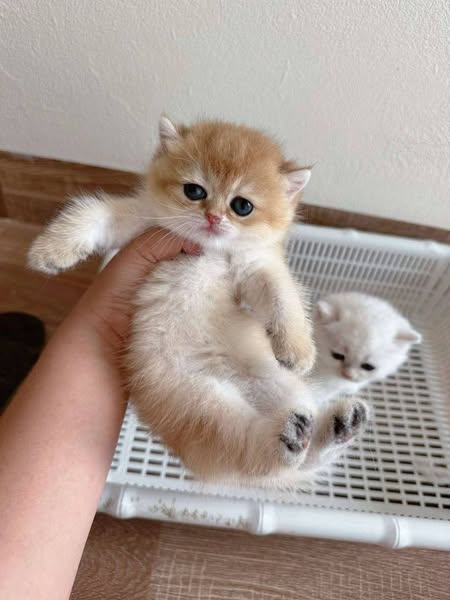 British Shorthair