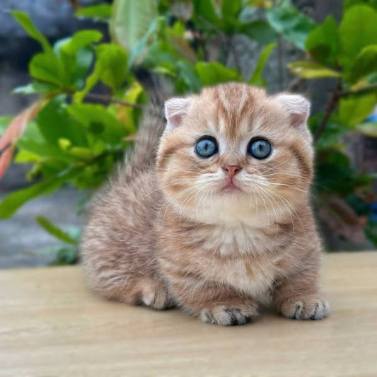 Munchkin Fold