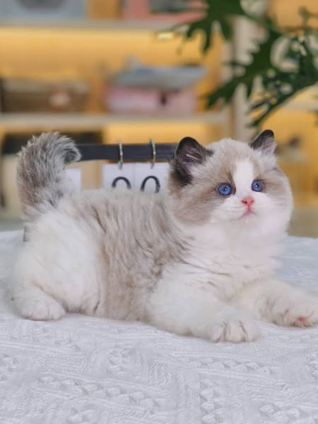 Ragdoll