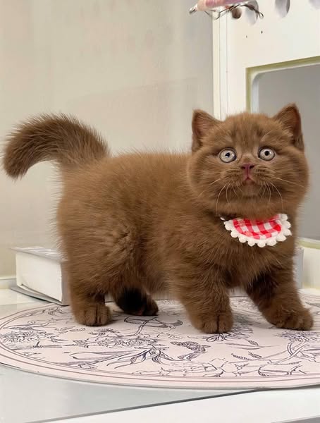 British Shorthair