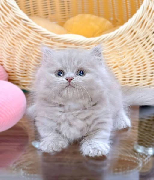 Munchkin Longhair
