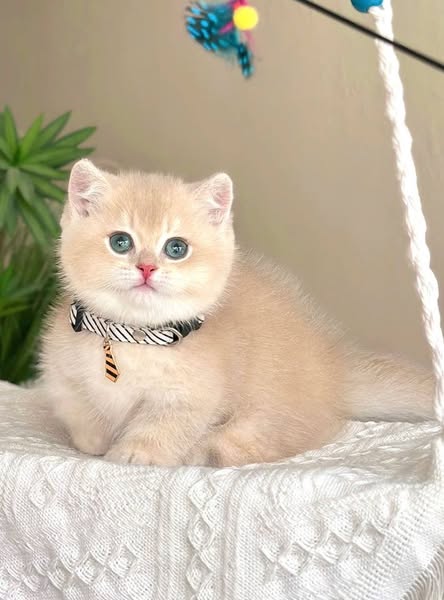 Munchkin