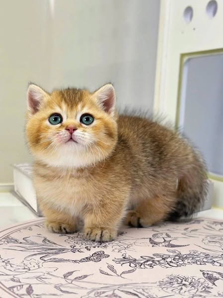 Munchkin