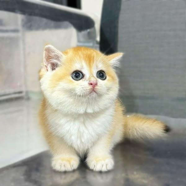 British Shorthair