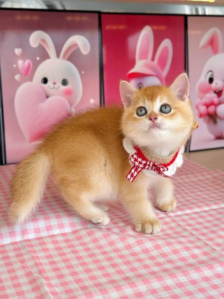 British Shorthair