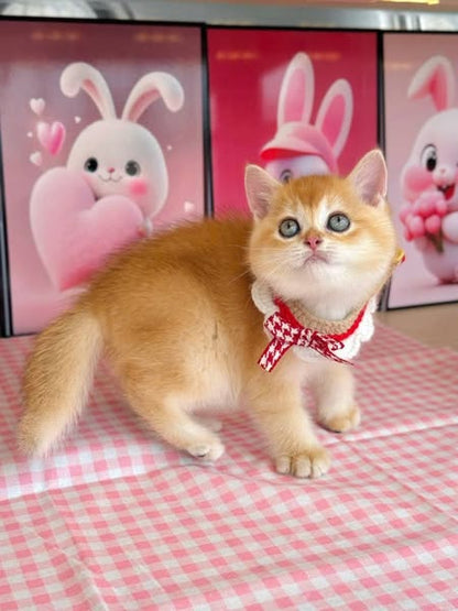 British Shorthair