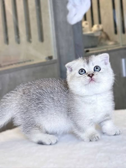 Munchkin Fold