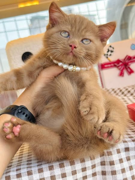 British Shorthair