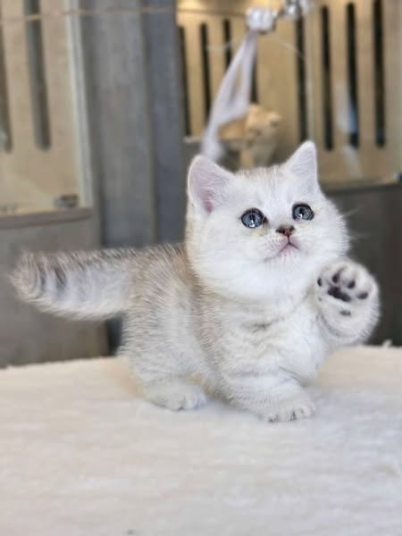 Munchkin