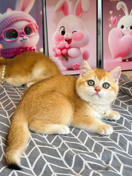 British Shorthair