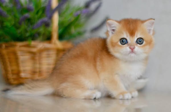 British Shorthair