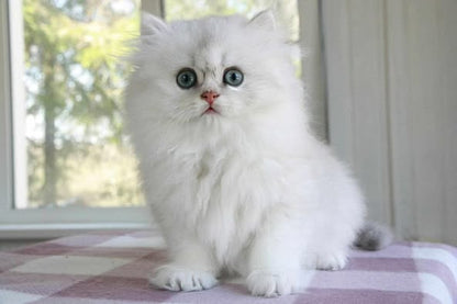 British Longhair