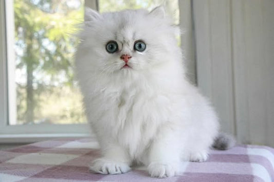 British Longhair