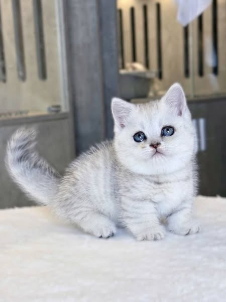 Munchkin