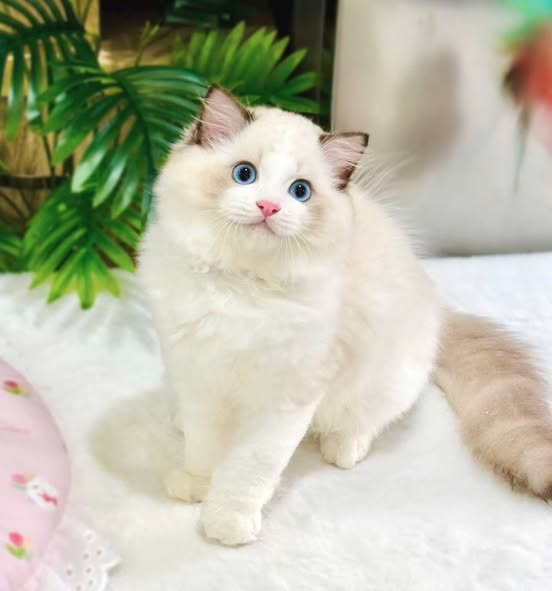 Ragdoll