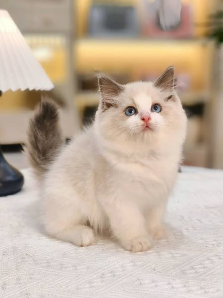 Ragdoll