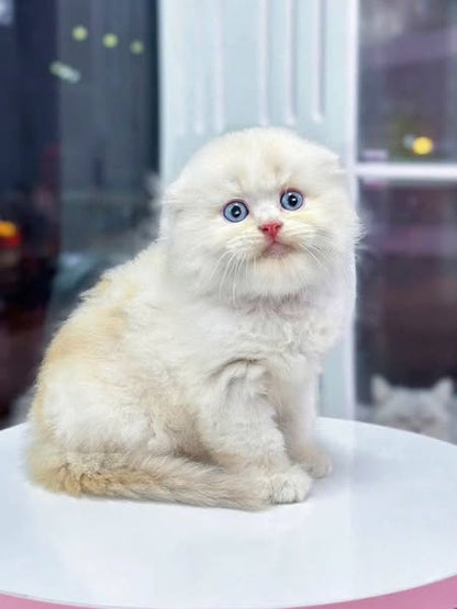 Scottish Fold Longhair