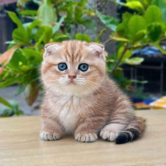 Munchkin Fold