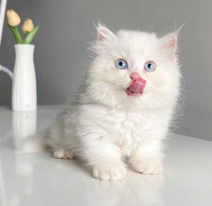 Munchkin Longhair