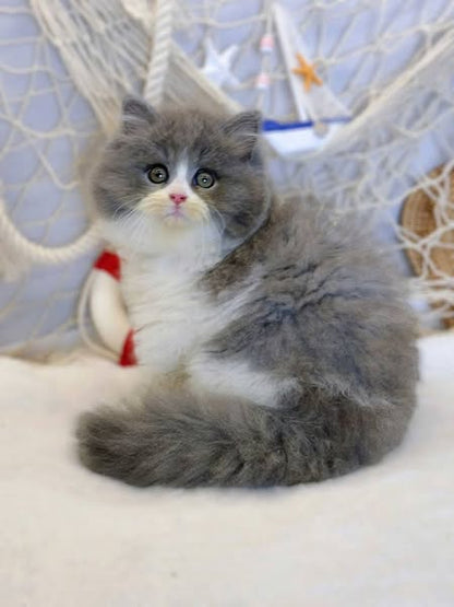 British Longhair
