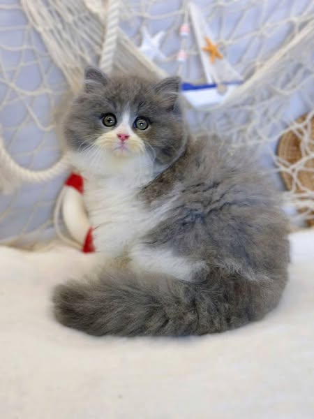 British Longhair