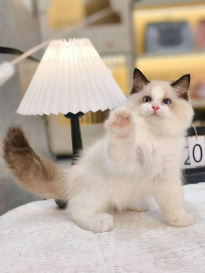 Ragdoll
