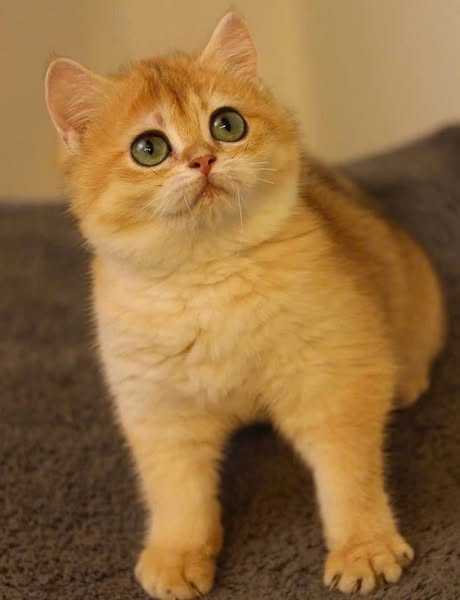 British Shorthair