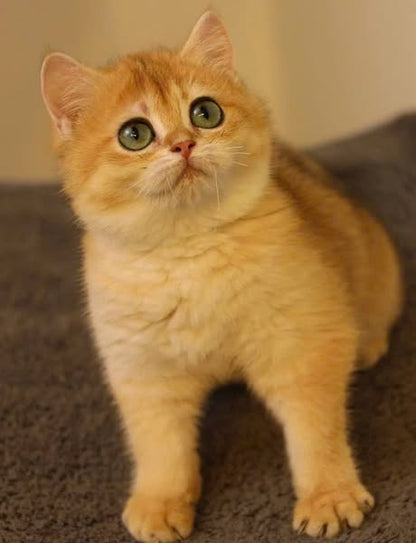British Shorthair