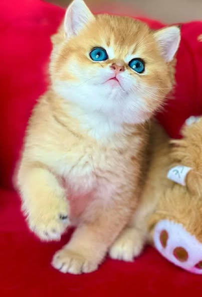 British Shorthair