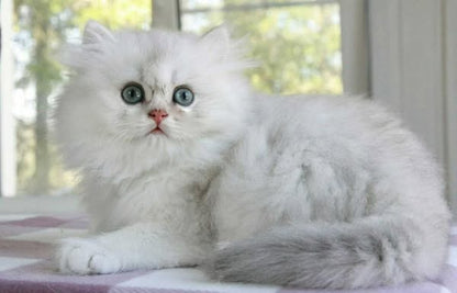 British Longhair