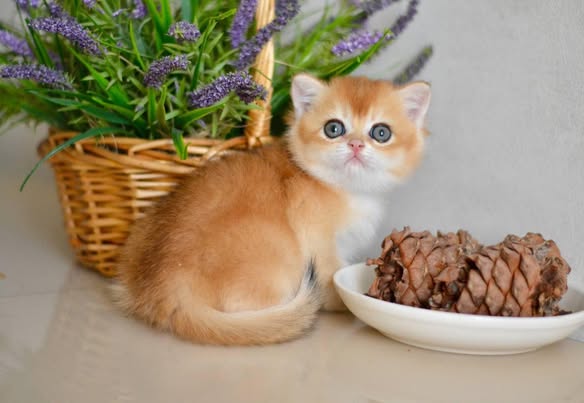 British Shorthair