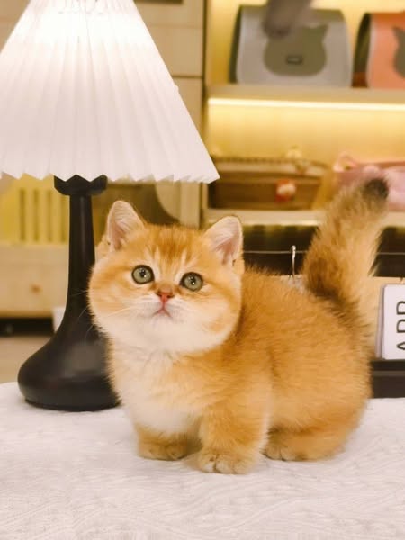 Munchkin