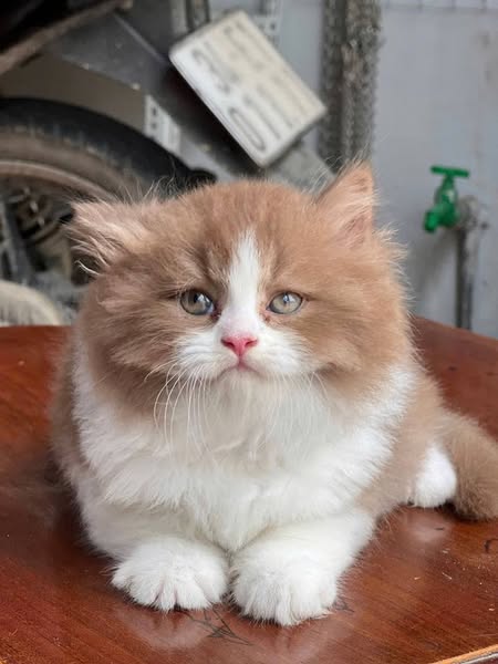 British Shorthair