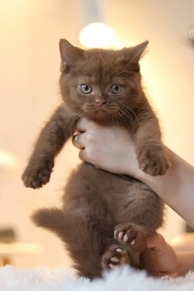 British Shorthair