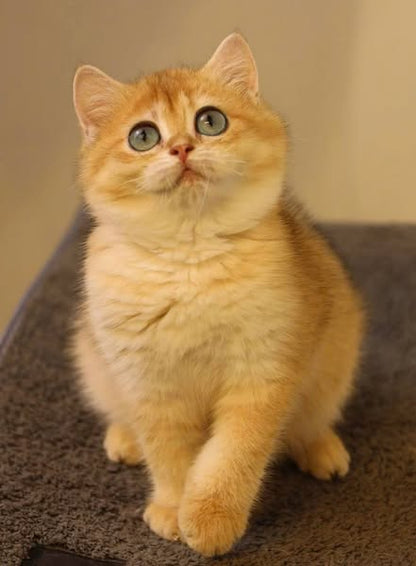 British Shorthair