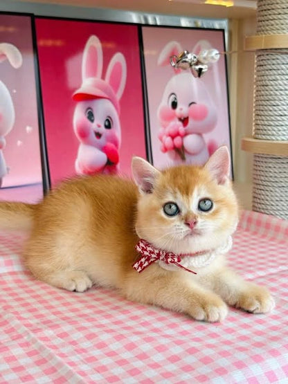 British Shorthair