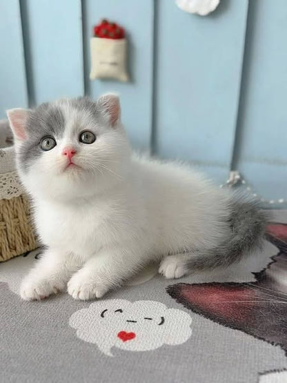 Scottish Fold