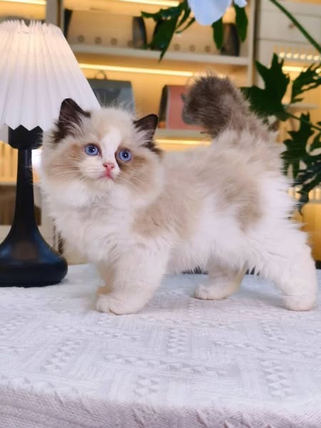 Ragdoll