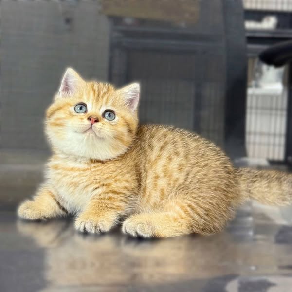 Munchkin