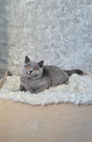 British Shorthair