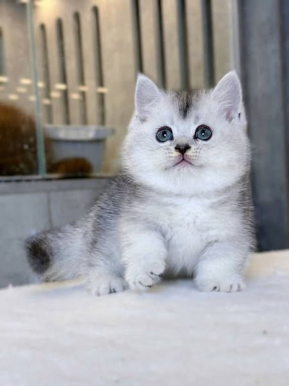 Munchkin