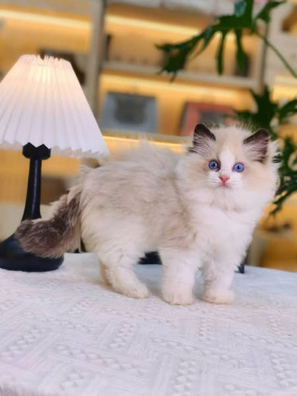 Ragdoll